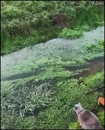 Art Cat GIF with caption • Crossing a stream is not a problem, I believe I can fly [ok-cats-gifs.com]