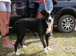 Patas 17 (9)