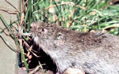 Tikus Pinus Bavaria