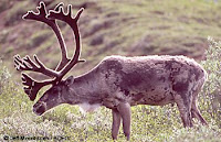 Reindeer