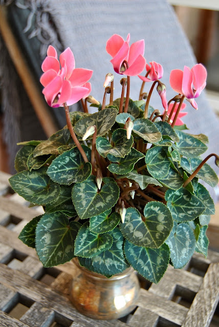 Cyclamen persicum 