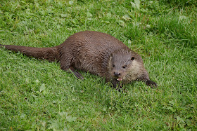 Otter