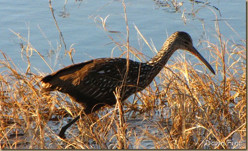 Viera wetlands_032