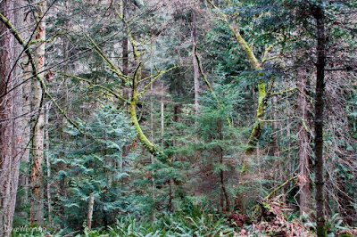 Big Cedar Trail, Deception Pass State Park