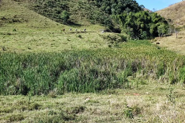 brejo situado em um vale entre morros e coberto com vegetação taboa