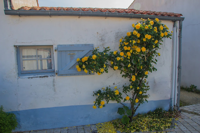 L'île de Ré en fleurs