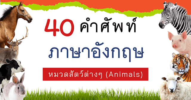 40 คำศัพท์ภาษาอังกฤษ หมวดสัตว์ต่างๆ สำหรับเด็ก (Animals)