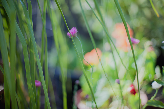 pretty flowers in garden