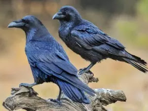 El cuervo común: características, hábitat, alimentación y papel en la mitología y religión