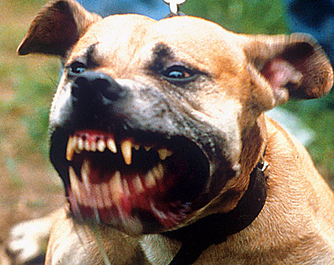 Of the 88 fatal dog attacks