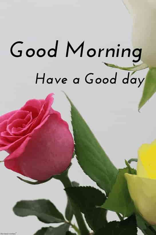 Best Good Morning Hd Images Wishes Pictures And Greetings