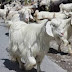 Kashmiri Goat Breeds