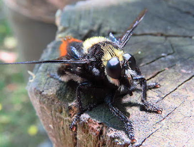 Moscardón caza abejorros (Mallophora ruficauda)