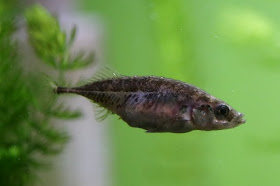 Stickleback