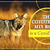 Coydog - Coyote Dog Mix