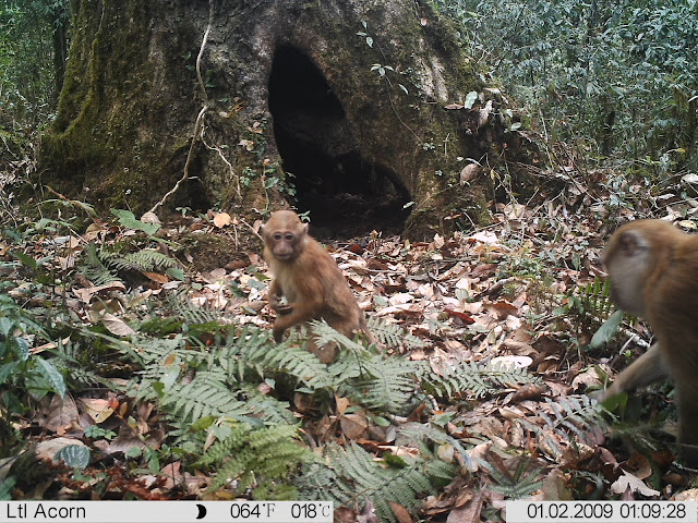 Arunachal macaque on a camera trap in Eaglenest Wildlife Sanctuary