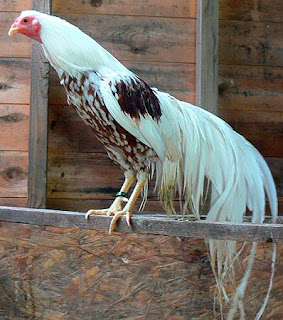 White Breasted Red Onagadori Chicken