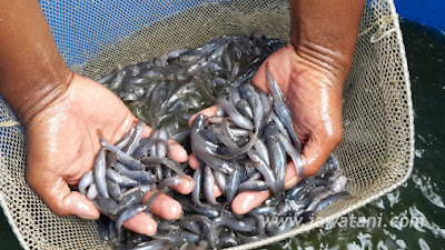 Tips Bibit Ikan Lele Berkualitas Baik dan Unggul ! 