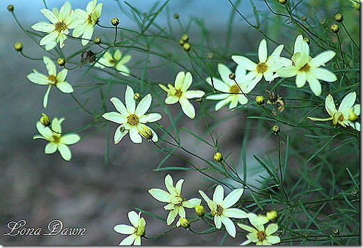 Coreopsis_Moonbeam