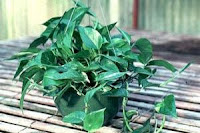 golden pothos