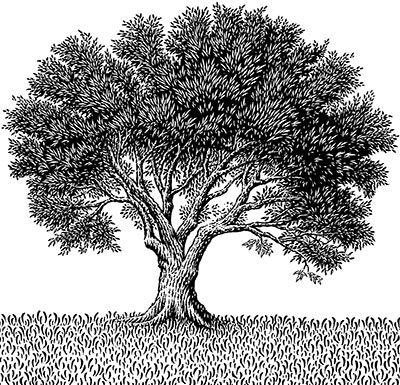 tree drawing with roots. Artist Sketch of an Olive Tree