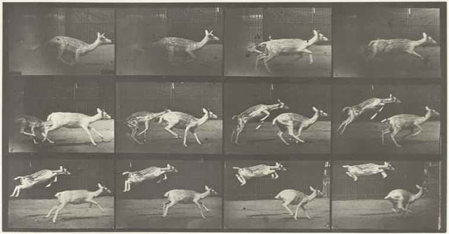 décomposition du mouvement course et sauts de biches par Muybridge Eadweard