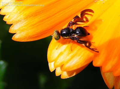 http://www.biodiversidadvirtual.org/insectarium/Euleia-heraclei-%28Linnaeus-1758%29-img559926.html