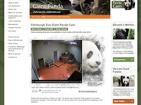 Edinburgh Zoo Panda Webcam