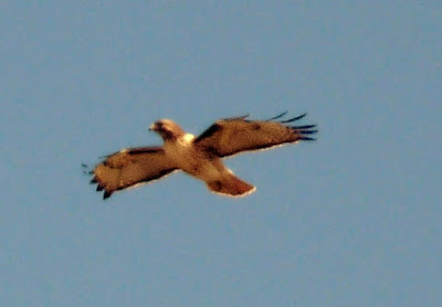 raptor hovering over Yaquina Head