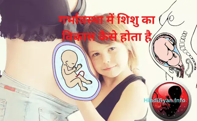 Baby Growth During Pregnancy in Hind