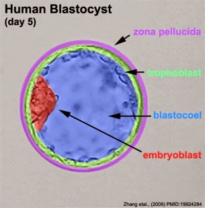 http://embryology.med.unsw.edu.au/embryology/index.php?title=Blastocyst_Development