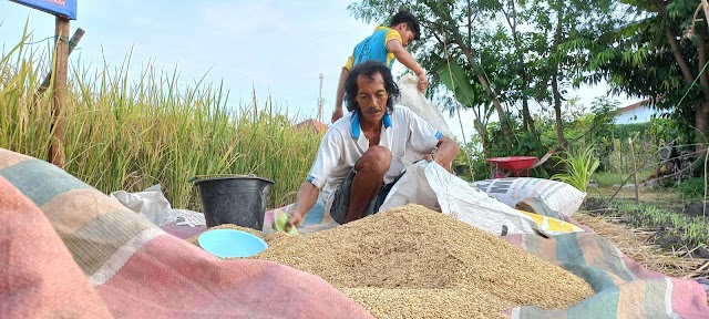 Rencana Impor 2 Juta Ton Beras Jangan Sampai Rusak Harga Gabah Petani