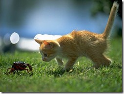 Fotos de gato buscoimagenes (37)