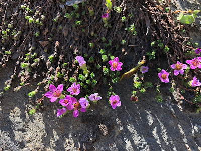 Saxifragaceae] Saxifraga oppositifolia – Purple Mountain Saxifrage (Sassifraga a foglie opposte).