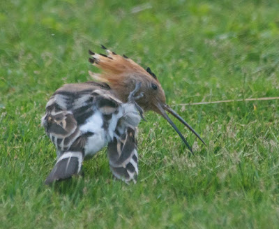 Eurasian Hoopoe (Upupa epops) 