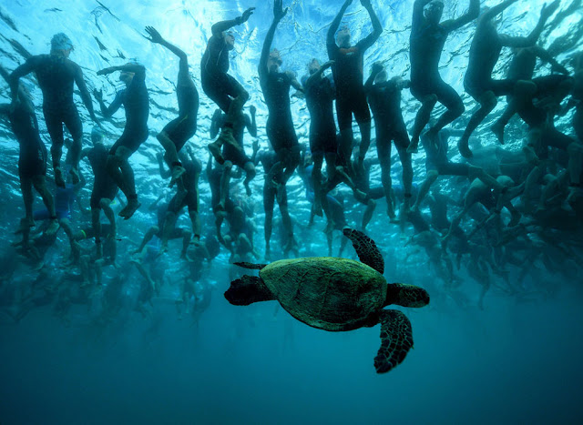 зеленая морская черепаха, также известная как «Honu»