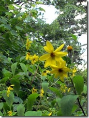 Wild flowers