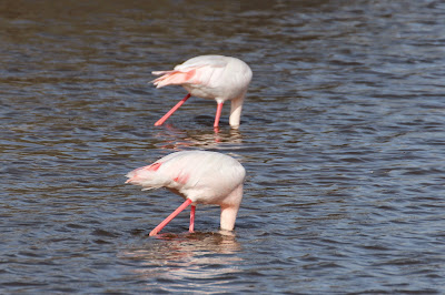 Grutte Flamingo - Flamingo - Phoenicopterus roseus