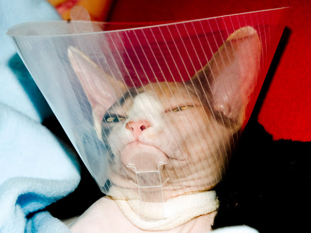 Photos of pets wearing the cone of shame - Sad but so cute - 12