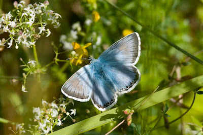 Chalkhill Blue