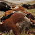 Five cows killed, two injured due to speeding truck collision