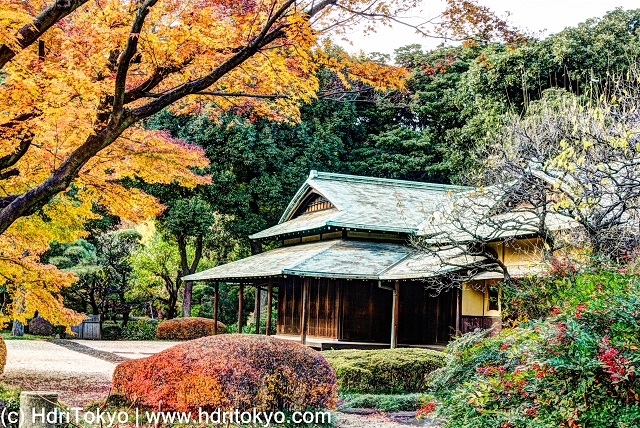 an old Japanese style architecture, a Japanese maple tree with yellow leaves, a naked Ume tree