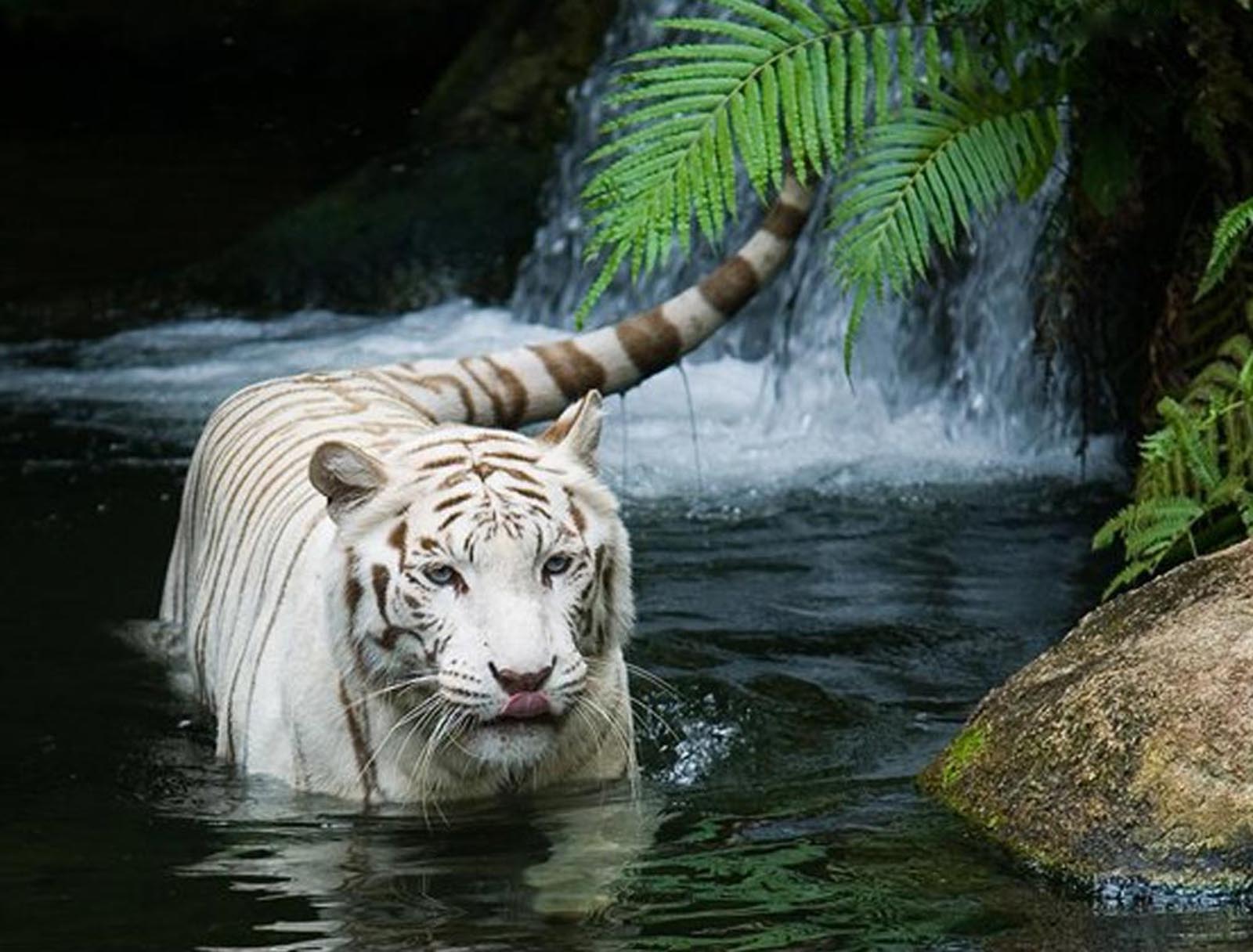 Harimau Putih Dam Background
