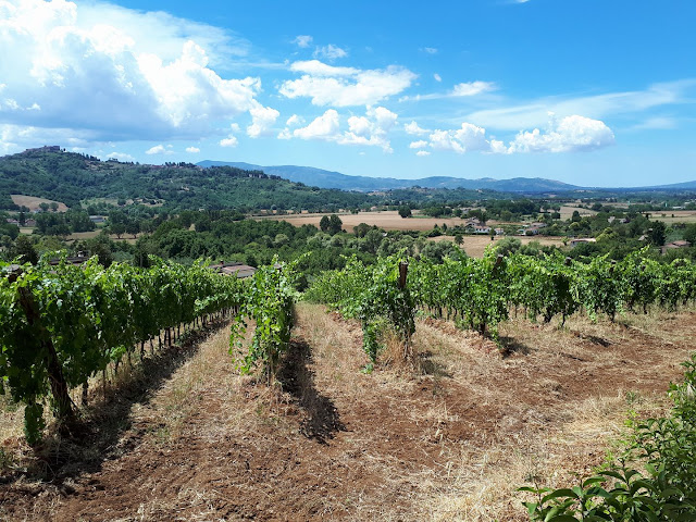 Join week-long food tours in Rome - we visit a winery