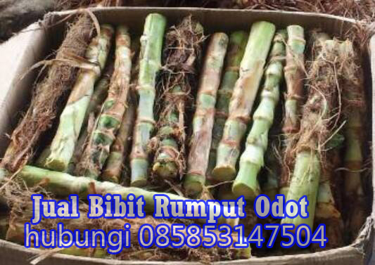 Jual Bibit Rumput Odot Medan