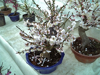 bonsai in yushima tenjin