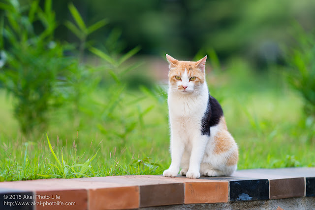 calico cat