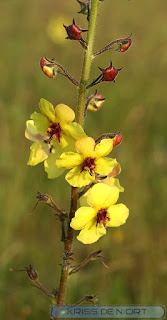 Molène blattaire - Verbascum blattaria