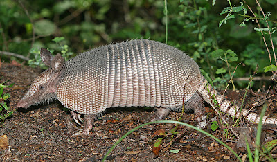 Informasi Tentang Armadillo