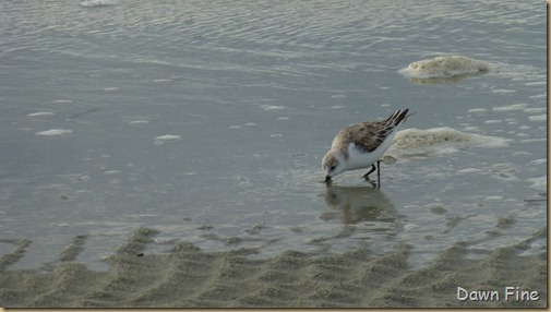 Hunting Island_039